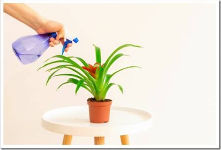 Young woman spraying red flower Guzmania plant on white coffee table on light beige background