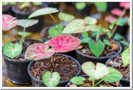 Potted of a pink caladium leaf.