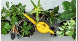 Set of various house plants with watering can and gardening tool top view