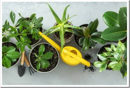 Set of various house plants with watering can and gardening tool top view