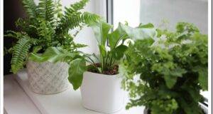 Different beautiful ferns in pots on white window sill