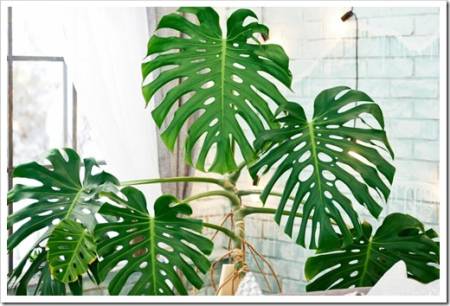 Exotic tropical Monstera palm leaves, copy space. Green leaves of monstera palm or split-leaf philodendron. Monstera deliciosa foliage plant. Exotic plant. Floral Pattern. Monstera leaves at home 