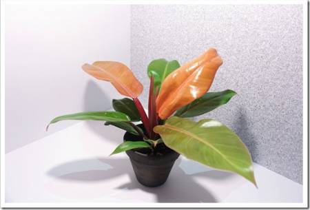 ‘Prince Orange’ Philodendron in Front of White Background