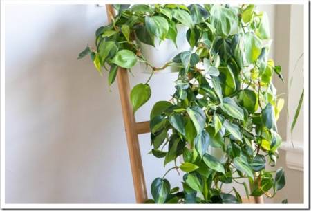 Philodendron Brasil Vining Trailing Plant on Ladder