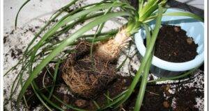 Transplanting beaucarnea into a new pot. Bottle tree, nolina. Houseplant.