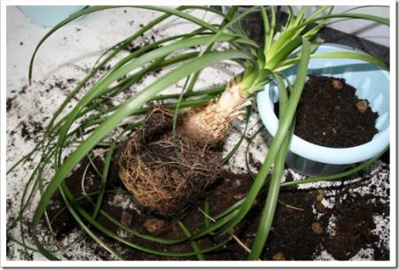 Transplanting beaucarnea into a new pot. Bottle tree, nolina. Houseplant.