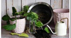 Epipremnum aureum: items for transplanting indoor lianas