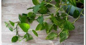 Potho creeper plant on table