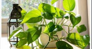 Devils Ivy houseplant next to a lantern and a window in a beautifully designed home interior.