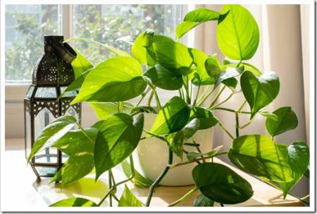 Devils Ivy houseplant next to a lantern and a window in a beautifully designed home interior.