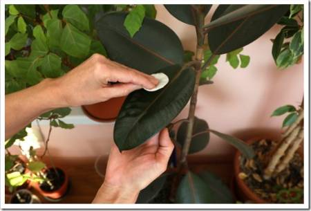 Women's hands clean dust from the leaves of a houseplant Ficus Robusta with a wet cotton pad. Closeup.