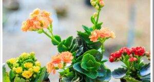 Kalanchoe blossfeldiana (Flaming Katy, Christmas Kalanchoe, family Crassulaceae,Selective focus. Lights and shadows