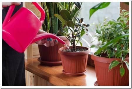 Young woman watering plant using colour plastic watering can
