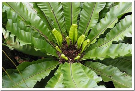 Bird's nest fern the common name of Asplenium nidus, can be found at tropical area and rainforest.