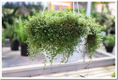 A hanging basket of a Baby Tears plant