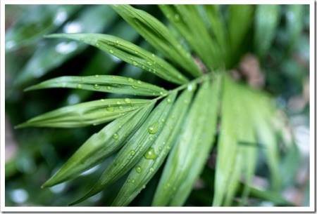 Green leaves with water drops (Kentia plant)