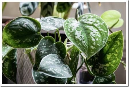 Satin pothos (scindapsus pictus) houseplant in a white pot on a window sill. Vines of an attractive houseplant with silvery blotches on the leaves.