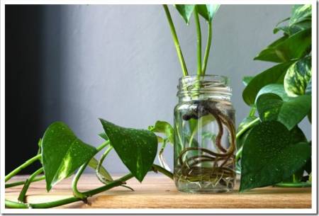 Pothos epipremnum aureum cuttings propagation in a jar against background plant leaves