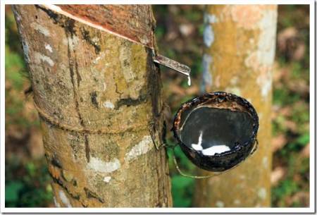 Close up with details of raw rubber milk flowing down in bowl tied tree trunk being collected from rubber trees plantation, Kottayam, Kerala,south India