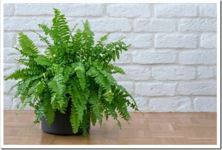 Nephrolepis exaltata, Beautiful potted ferns or Green Lady houseplant on floor by brick wall in living room, home. Nephrolepis exaltata flower