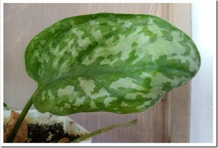 Scindapsus pictus, or silver vine, is a species of flowering plant in the arum family Araceae,