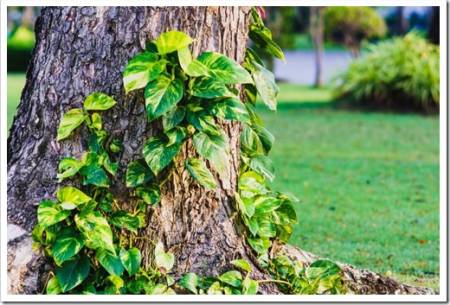 Golden pothos or devil's ivy climbing on tree in the park. Tropical garden decoration.