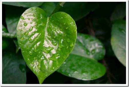 Water drops on heart shaped pothos leaves in the garden