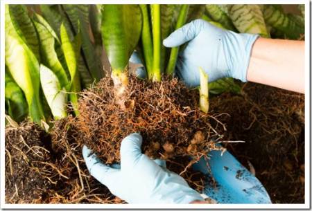 Woman in gloves transplant Sansevieria to new pot