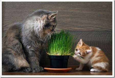 Vitamins for cats - germinated oats. Big cat and little kitten eating the grass and oats. Grass in the flowerpot. Cat gray, grass green. Germinated oats is useful for cats and kittens