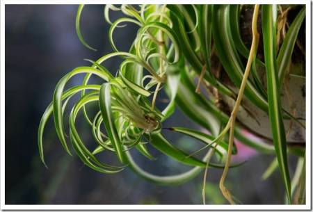 variegated spider  plant (Chlorophytum comosum Variegatum) houseplants