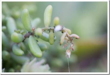 natural close up macro shot of an isolated small green sedum reflexeum or rupestre (Jenny's stonecrop, blue stonecrop, stone orpine) succulent plant with black aphids on a bokeh blurred background