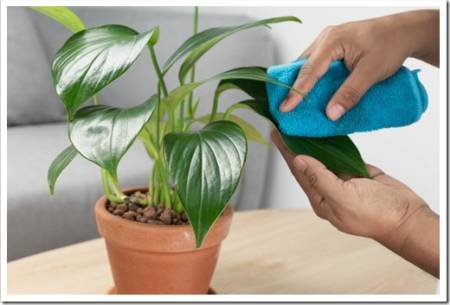 Man hand wipe the dust from the leaves of the Philodendron Dragon Tail in clay pots orange in the living room