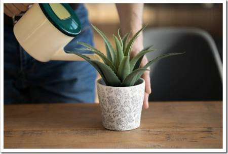 Crop close up of man hold pot can pour liquid watering green house plant, decorating office or house. Male gardener take care of greenery, fertilize enrich ground. Gardening, horticulture concept.