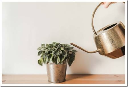 Uncertain woman holding golden watering can watering a houseplant in a pot. Front view. Copy space