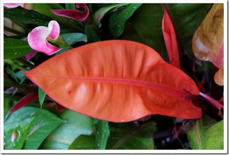 The bright red leaf of Philodendron Prince of Orange plant
