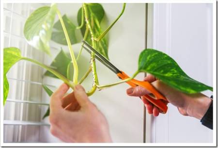Close up of Golden Pothos Plant Branch Being Cut Off for Propagation 