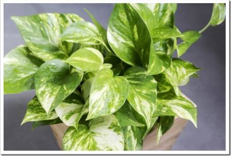 Home and garden decoration of golden pothos in the bathroom
