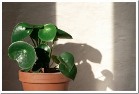 Peperomia raindrop plant stand on concrete wall background. Home gardening. Banner with copy space.