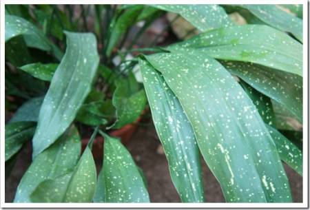 Aspidistra elatior or cast-iron-plant or bar room plant green spotted plant in pot
