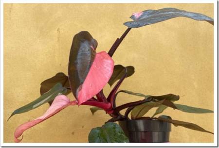 philodendron pink princess rare plant