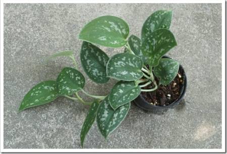 Satin Pothos, Silver Vine (Scindapsus sp.) is a tropical plant with thick green leaves with spots in white tones.                               
