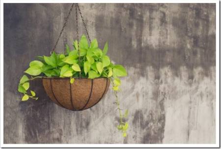 Hanging basket plant on old grey concrete wall