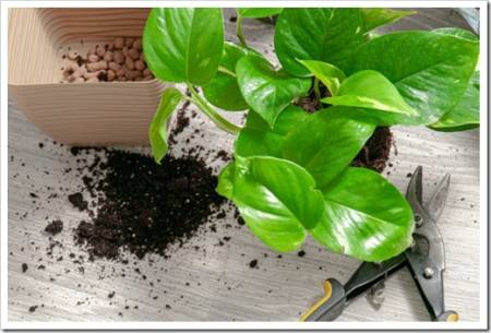 Care for indoor plants. Plant transplant. Epipremnum in a pot close-up.