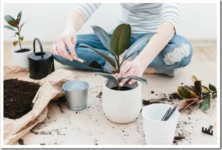 Unrecognizable woman transplanting ficus houseplants sitting on wooden floor. Woman's hands transplanting plant a into a new pot. Home gardening relocating house plant