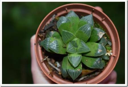 Haworthia retusa young green succulent plant