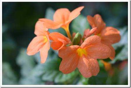 Close up photo of a Firecracker flower, (Crossandra infundibuliformis) in orange color.