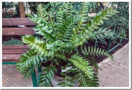 Cyrtomium Falcatum  is a species of fern known by the common names house holly-fern and Japanese holly fern.