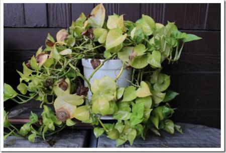 Golden pothos in the white ceramic pot decorated at home.