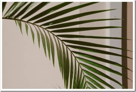 green branch of the Howea palm tree grows against the background of a corner of a light wall