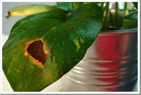 A view of a big dark spot of leaf blight disease on a Devil's Money plant.